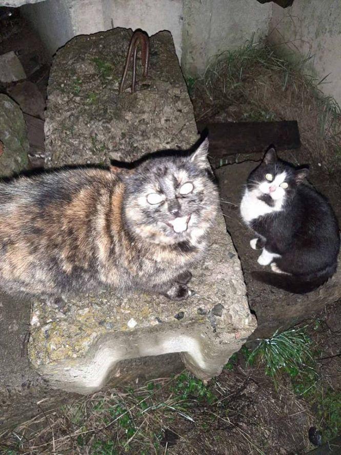 Новини Житомира - фото з Візьміть в добрі руки пухнастого друга: оголошення в Житомирі станом на 18 січня Візьміть в добрі руки пухнастого друга: оголошення в Житомирі станом на 18 січня, фото №2 на сайті 20minut.ua