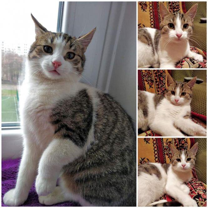 Новини Житомира - фото з Візьміть в добрі руки пухнастого друга: оголошення в Житомирі станом на 18 січня Візьміть в добрі руки пухнастого друга: оголошення в Житомирі станом на 18 січня, фото №5 на сайті 20minut.ua