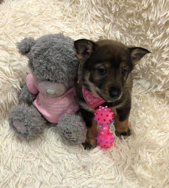 Новини Житомира - фото з Візьміть в добрі руки пухнастого друга: оголошення в Житомирі станом на 18 січня Візьміть в добрі руки пухнастого друга: оголошення в Житомирі станом на 18 січня, фото №1 на сайті 20minut.ua