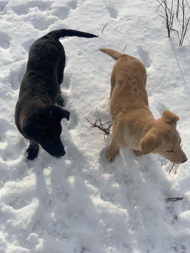 Новини Житомира - фото з Візьміть в добрі руки пухнастого друга: оголошення в Житомирі станом на 18 січня Візьміть в добрі руки пухнастого друга: оголошення в Житомирі станом на 18 січня, фото №4 на сайті 20minut.ua