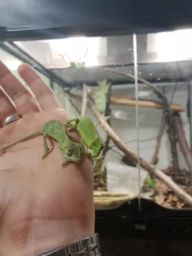 Новини Тернополя - фото з Білки, павуки, змії та хамелеони. Яких ще незвичних тварин мають тернополяни і скільки витрачають на них Білки, павуки, змії та хамелеони. Яких ще незвичних тварин мають тернополяни і скільки витрачають на них, фото №4 на сайті 20minut.ua