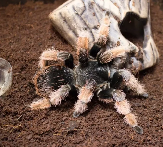 Новини Тернополя - фото з Білки, павуки, змії та хамелеони. Яких ще незвичних тварин мають тернополяни і скільки витрачають на них Білки, павуки, змії та хамелеони. Яких ще незвичних тварин мають тернополяни і скільки витрачають на них, фото №7 на сайті 20minut.ua