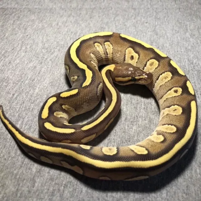 Новини Тернополя - фото з Білки, павуки, змії та хамелеони. Яких ще незвичних тварин мають тернополяни і скільки витрачають на них Білки, павуки, змії та хамелеони. Яких ще незвичних тварин мають тернополяни і скільки витрачають на них, фото №6 на сайті 20minut.ua