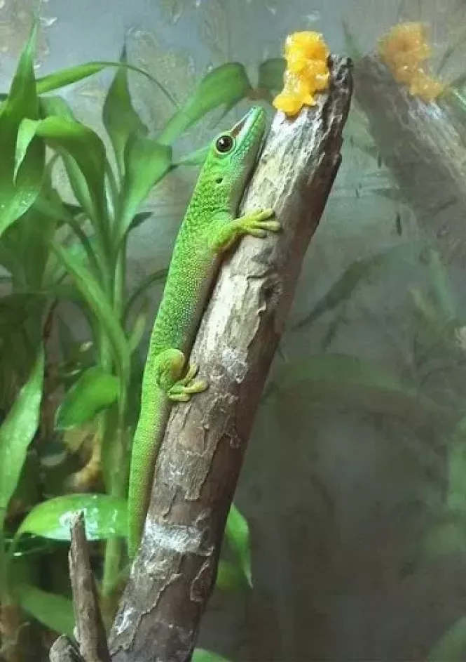 Новини Тернополя - фото з Білки, павуки, змії та хамелеони. Яких ще незвичних тварин мають тернополяни і скільки витрачають на них Білки, павуки, змії та хамелеони. Яких ще незвичних тварин мають тернополяни і скільки витрачають на них, фото №3 на сайті 20minut.ua