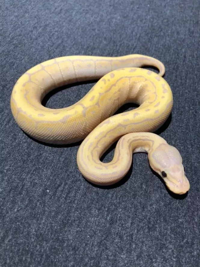 Новини Тернополя - фото з Білки, павуки, змії та хамелеони. Яких ще незвичних тварин мають тернополяни і скільки витрачають на них Білки, павуки, змії та хамелеони. Яких ще незвичних тварин мають тернополяни і скільки витрачають на них, фото №5 на сайті 20minut.ua