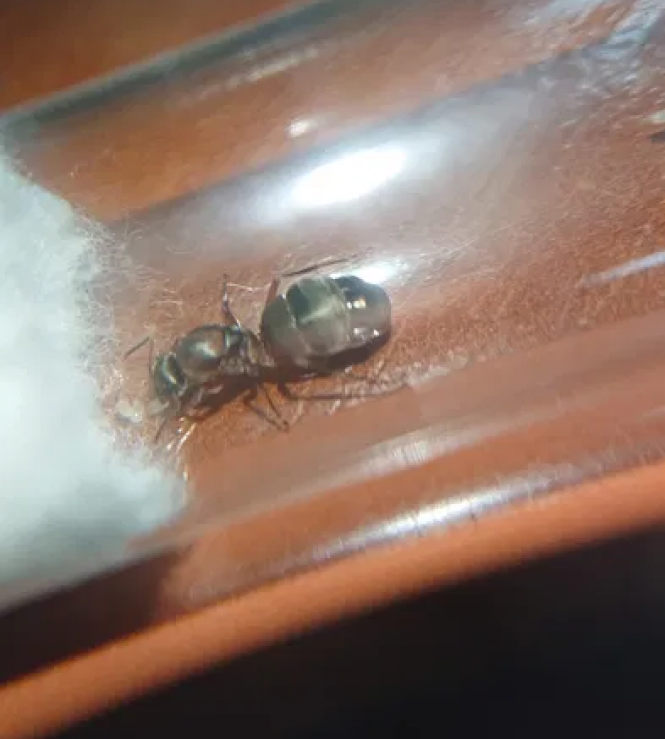 Новини Тернополя - фото з Білки, павуки, змії та хамелеони. Яких ще незвичних тварин мають тернополяни і скільки витрачають на них Білки, павуки, змії та хамелеони. Яких ще незвичних тварин мають тернополяни і скільки витрачають на них, фото №9 на сайті 20minut.ua