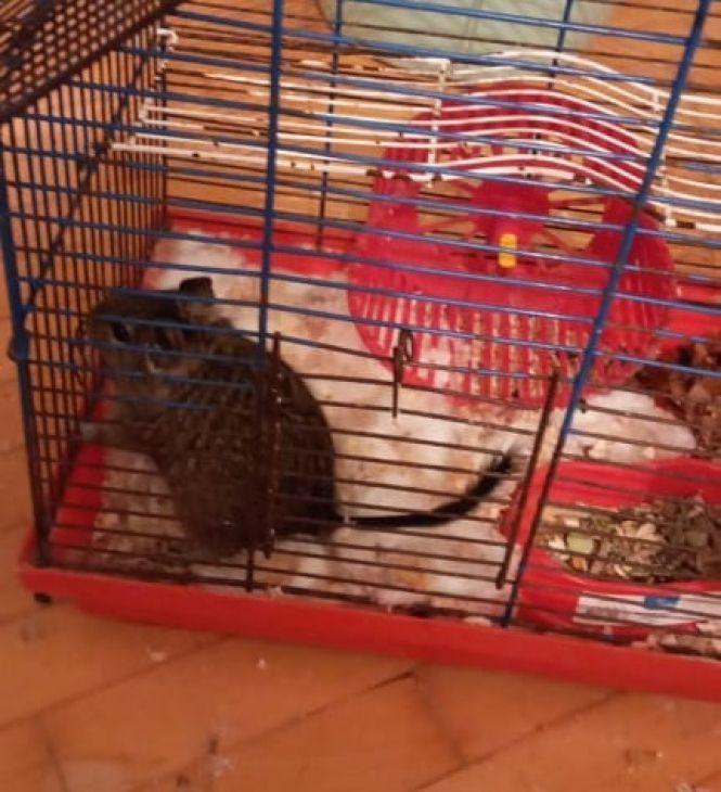 Новини Тернополя - фото з Білки, павуки, змії та хамелеони. Яких ще незвичних тварин мають тернополяни і скільки витрачають на них Білки, павуки, змії та хамелеони. Яких ще незвичних тварин мають тернополяни і скільки витрачають на них, фото №2 на сайті 20minut.ua