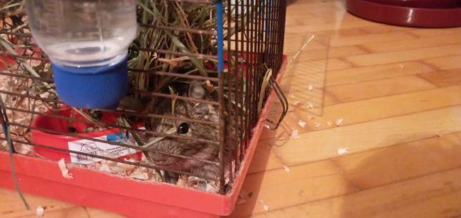 Новини Тернополя - фото з Білки, павуки, змії та хамелеони. Яких ще незвичних тварин мають тернополяни і скільки витрачають на них Білки, павуки, змії та хамелеони. Яких ще незвичних тварин мають тернополяни і скільки витрачають на них, фото №1 на сайті 20minut.ua