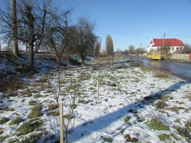 Прогулянка Козятинщиною: нечистоти на дорозі, аварійні дерева, жінка-кочегар, фото №6 на сайті 20minut.ua