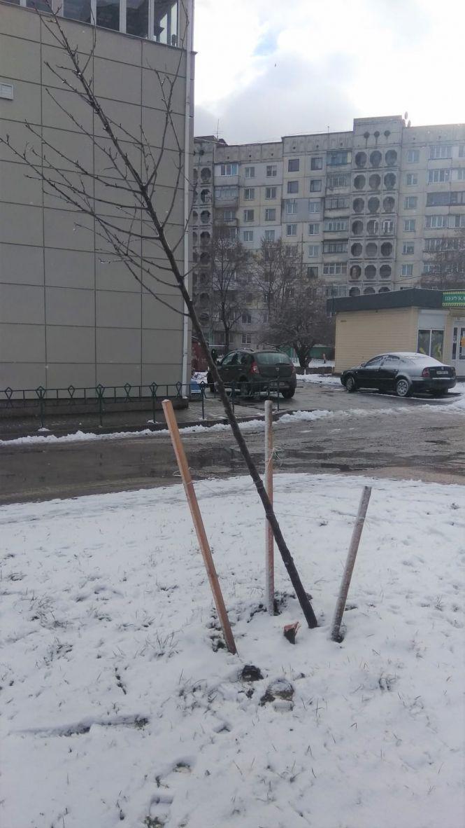 Новини Житомира - фото з У "Яблуневому саду" на Богунії невідомі зрізали декілька молодих дерев У "Яблуневому саду" на Богунії невідомі зрізали декілька молодих дерев, фото №4 на сайті 20minut.ua