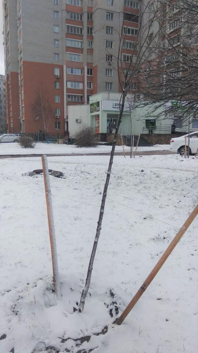 Новини Житомира - фото з У "Яблуневому саду" на Богунії невідомі зрізали декілька молодих дерев У "Яблуневому саду" на Богунії невідомі зрізали декілька молодих дерев, фото №1 на сайті 20minut.ua