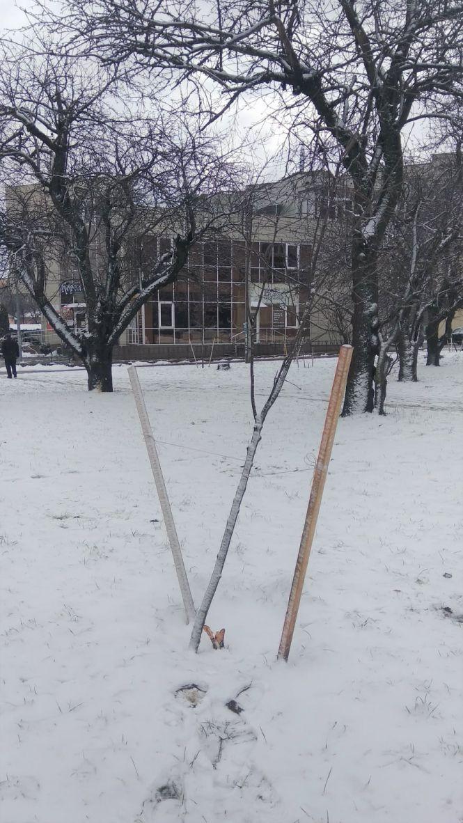Новини Житомира - фото з У "Яблуневому саду" на Богунії невідомі зрізали декілька молодих дерев У "Яблуневому саду" на Богунії невідомі зрізали декілька молодих дерев, фото №2 на сайті 20minut.ua