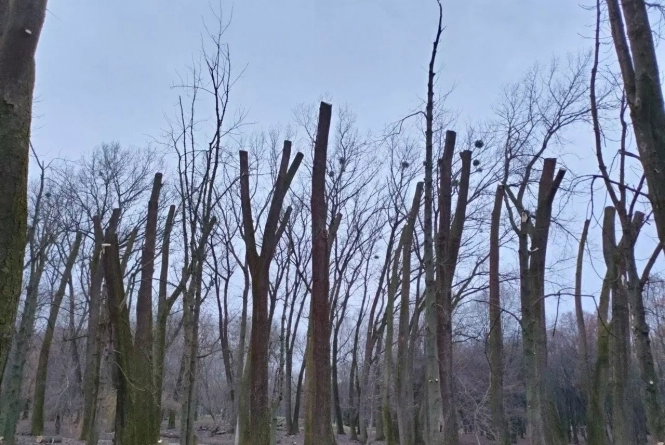 Екологи назвали суму збитків «варварської» обрізки дерев у парку Чекмана, фото №2 на сайті vsim.ua