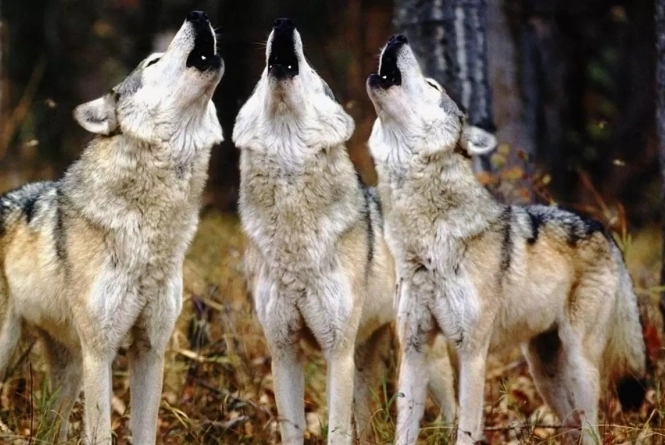 Молодіжні тусовки та наркодилер з "дитячим харчуванням": 5 найпопулярніших новин на ВСІМ за тиждень, фото №2 на сайті vsim.ua