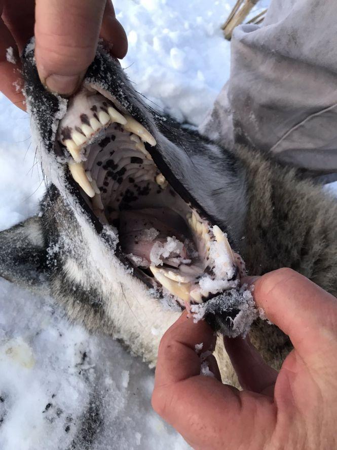 Новини Козятина - фото з «Пішов по слідах»: під Блажіївкою застрелили 50-кілограмову вовчицю. Вовк втік «Пішов по слідах»: під Блажіївкою застрелили 50-кілограмову вовчицю. Вовк втік, фото №1 на сайті 20minut.ua