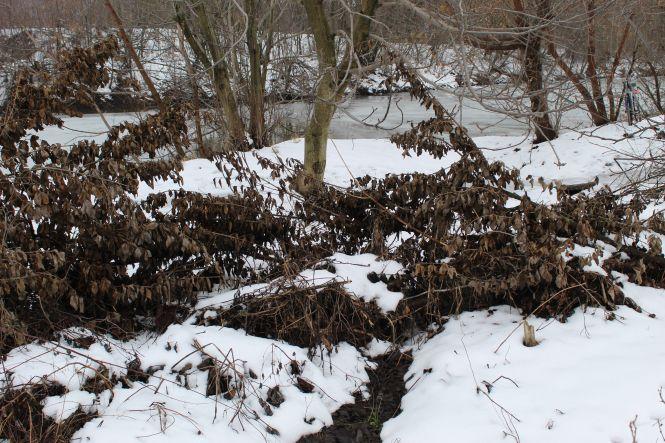 Новини Козятина - фото з У водокачку з насосної станції рибі поступає «свіженький корм» У водокачку з насосної станції рибі поступає «свіженький корм», фото №2 на сайті 20minut.ua