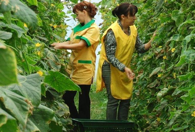 Новини Тернополя - фото з Заробітки відміняються? У які країни не пускають і звідки можуть депортувати (КАРТА)