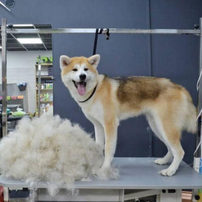 Новини Вінниці - фото з Поїздка в Карпати й заняття з кінологом. Що ще можна виграти за участь у челенджі «Дай5»? Поїздка в Карпати й заняття з кінологом. Що ще можна виграти за участь у челенджі «Дай5»?, фото №8 на сайті 20minut.ua