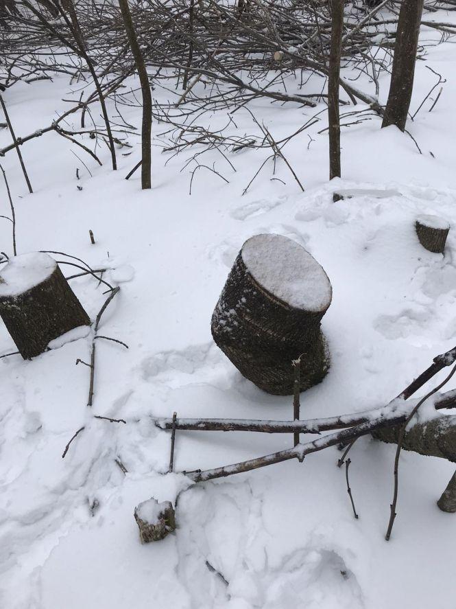 Новини Хмельницького - фото з На Хмельниччині незаконно зрубали 15 дерев. Екологи звернулись в поліцію На Хмельниччині незаконно зрубали 15 дерев. Екологи звернулись в поліцію, фото №1 на сайті vsim.ua