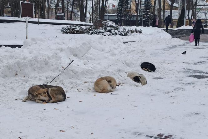 Новини Вінниці - фото з Аварія з поліцією, заметені дороги та замерзлі собаки: важливе за 13 лютого на 20minut.ua ФОТО ДНЯ. У Вінниці потерпають від холоду безпритульні собаки