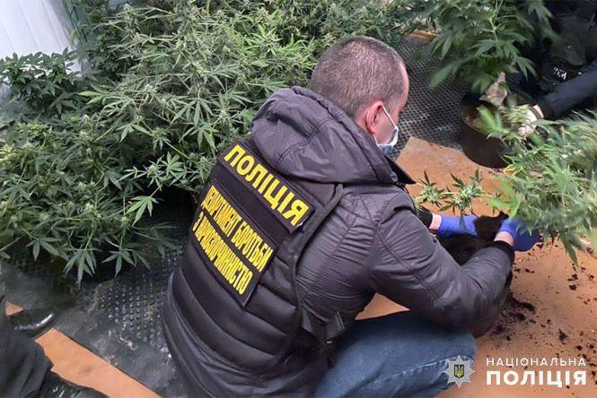 Новини Хмельницького - фото з Хмельничанин вирощував елітну коноплю у дачному будиночку (ФОТО)