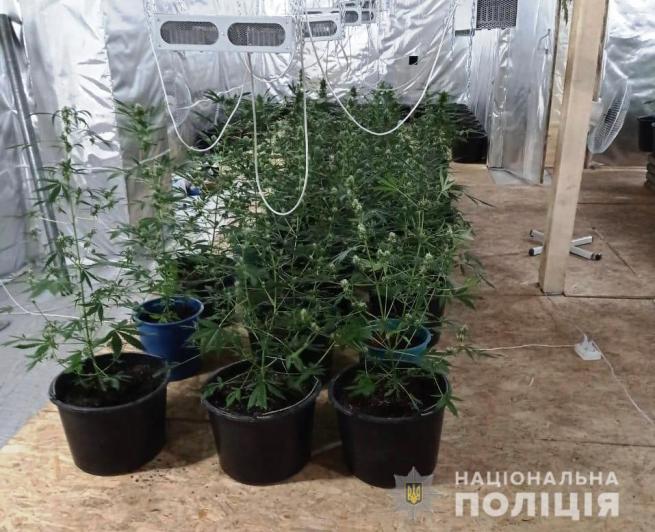 Новини Вінниці - фото з У Бару знайшли ферму з марихуаною. Власник ангару працює в поліції У Бару знайшли ферму з марихуаною. Власник ангару працює в поліції, фото №2 на сайті 20minut.ua