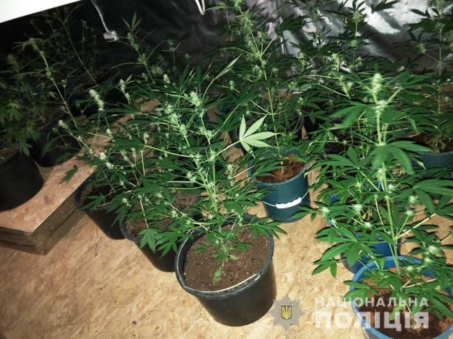 Новини Вінниці - фото з У Бару знайшли ферму з марихуаною. Власник ангару працює в поліції У Бару знайшли ферму з марихуаною. Власник ангару працює в поліції, фото №3 на сайті 20minut.ua