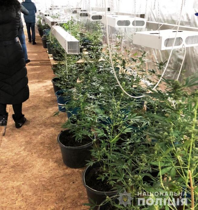 Новини Вінниці - фото з У Бару знайшли ферму з марихуаною. Власник ангару працює в поліції У Бару знайшли ферму з марихуаною. Власник ангару працює в поліції, фото №4 на сайті 20minut.ua