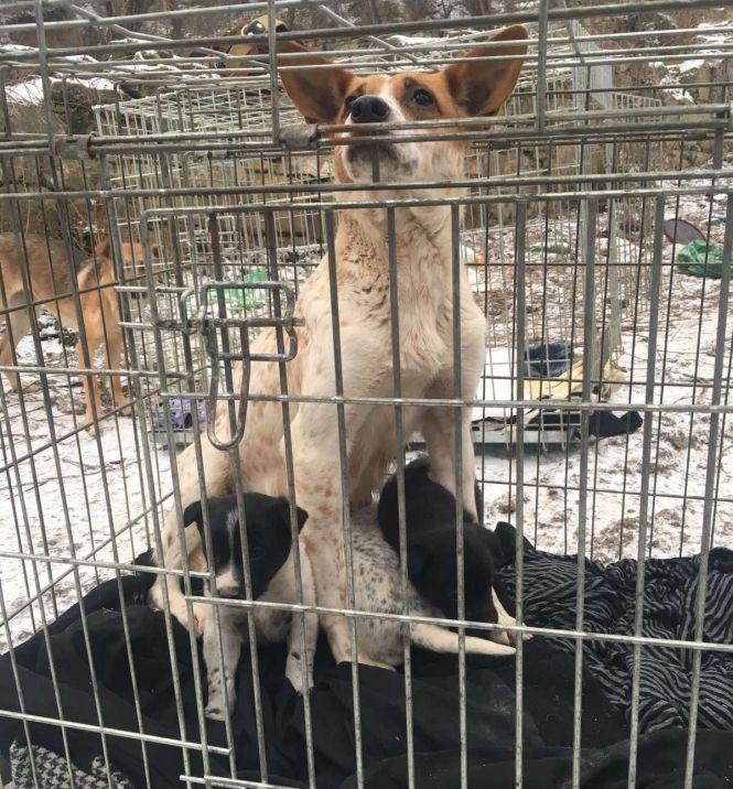 Новини Вінниці - фото з Поїхали песики й котики в Київ, але не всі… Їх переселили з притулку постраждалої могилівчанки Поїхали песики й котики в Київ, але не всі… Їх переселили з притулку постраждалої могилівчанки, фото №1 на сайті 20minut.ua