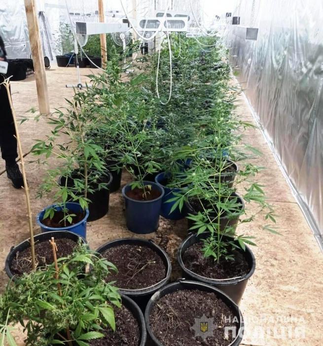 Новини Вінниці - фото з У Бару знайшли ферму з марихуаною. Власник ангару працює в поліції У Бару знайшли ферму з марихуаною. Власник ангару працює в поліції, фото №1 на сайті 20minut.ua