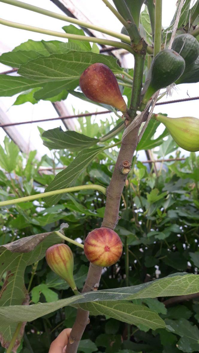 Новини Тернополя - фото з Величезні лимони, ананаси і кава: подружжя з Тернопільщини вирощує екзотичні фрукти. Їх можна мати в квартирі Величезні лимони, ананаси і кава: подружжя з Тернопільщини вирощує екзотичні фрукти. Їх можна мати в квартирі, фото №4 на сайті 20minut.ua