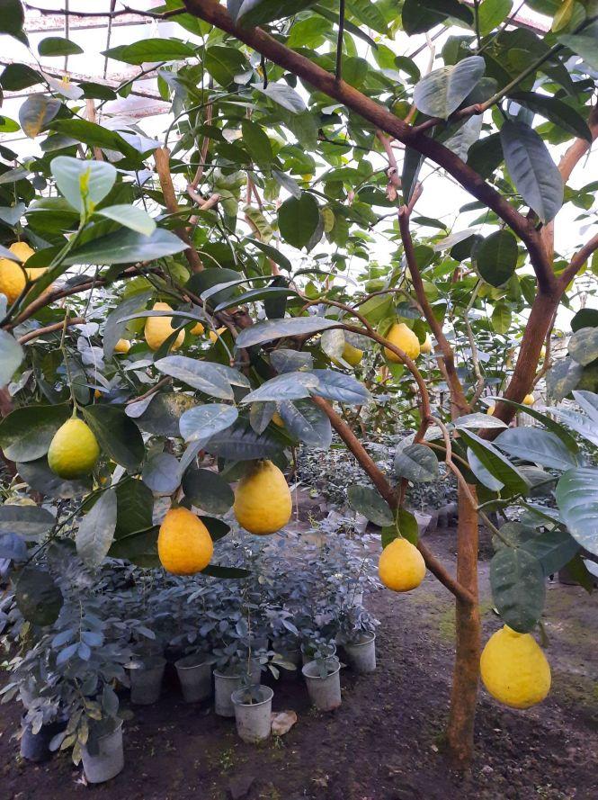 Новини Тернополя - фото з Величезні лимони, ананаси і кава: подружжя з Тернопільщини вирощує екзотичні фрукти. Їх можна мати в квартирі Величезні лимони, ананаси і кава: подружжя з Тернопільщини вирощує екзотичні фрукти. Їх можна мати в квартирі, фото №3 на сайті 20minut.ua