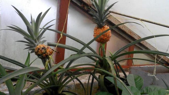 Новини Тернополя - фото з Величезні лимони, ананаси і кава: подружжя з Тернопільщини вирощує екзотичні фрукти. Їх можна мати в квартирі Величезні лимони, ананаси і кава: подружжя з Тернопільщини вирощує екзотичні фрукти. Їх можна мати в квартирі, фото №1 на сайті 20minut.ua