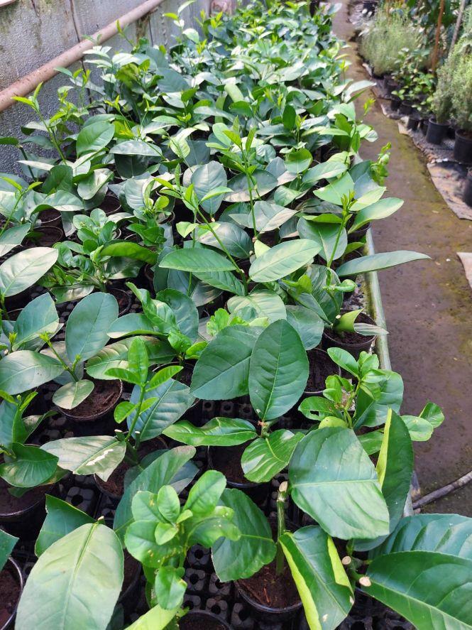 Новини Тернополя - фото з Величезні лимони, ананаси і кава: подружжя з Тернопільщини вирощує екзотичні фрукти. Їх можна мати в квартирі Величезні лимони, ананаси і кава: подружжя з Тернопільщини вирощує екзотичні фрукти. Їх можна мати в квартирі, фото №2 на сайті 20minut.ua