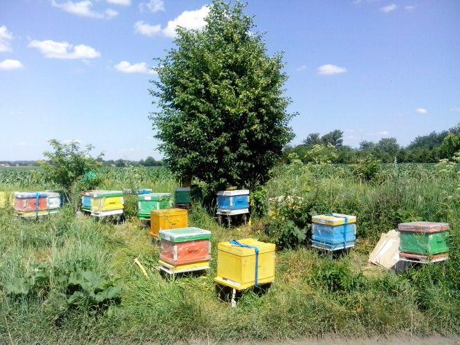 Новини Вінниці - фото з Вакцинація, історія пасічника та карантин у школі: важливе за 24 лютого на 20minut.ua Вакцинація, історія пасічника та карантин у школі: важливе за 24 лютого на 20minut.ua, фото №1 на сайті 20minut.ua