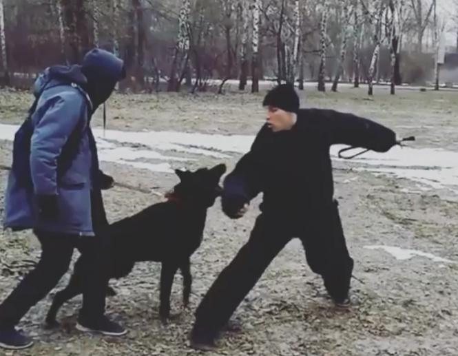 Новини Вінниці - фото з Інтерв'ю з 23-річним кінологом, чия влада над чотирилапими не піддається логічному поясненню Інтерв'ю з 23-річним кінологом, чия влада над чотирилапими не піддається логічному поясненню, фото №1 на сайті 20minut.ua