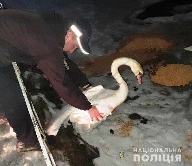 Новини Вінниці - фото з Порятунок лебедя. Знесиленого одинокого птаха знайшли на жвавій трасі Порятунок лебедя. Знесиленого одинокого птаха знайшли на жвавій трасі, фото №2 на сайті 20minut.ua