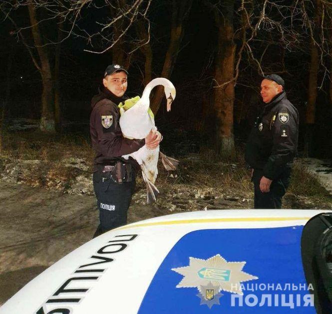 Новини Вінниці - фото з Порятунок лебедя. Знесиленого одинокого птаха знайшли на жвавій трасі Порятунок лебедя. Знесиленого одинокого птаха знайшли на жвавій трасі, фото №1 на сайті 20minut.ua