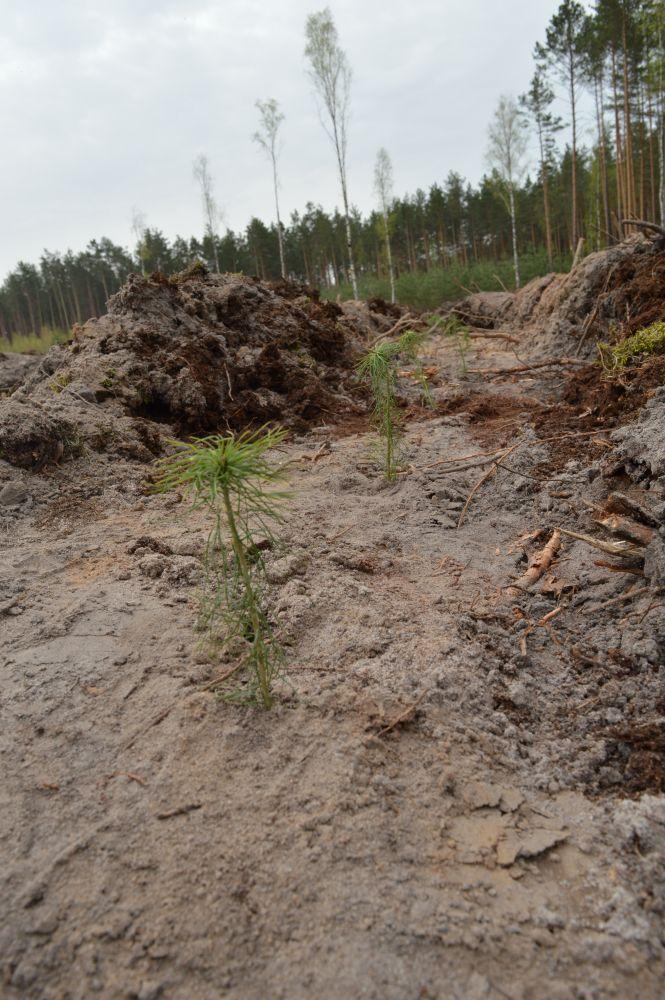Новини Житомира - фото з На  Житомирщині цьогоріч висадять понад 40 мільйонів дерев На  Житомирщині цьогоріч висадять понад 40 мільйонів дерев, фото №1 на сайті 20minut.ua