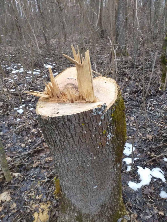 В лісовому масиві на Хмельниччині зрубали майже дві сотні дерев. Поліція шукатиме винних, фото №1 на сайті vsim.ua