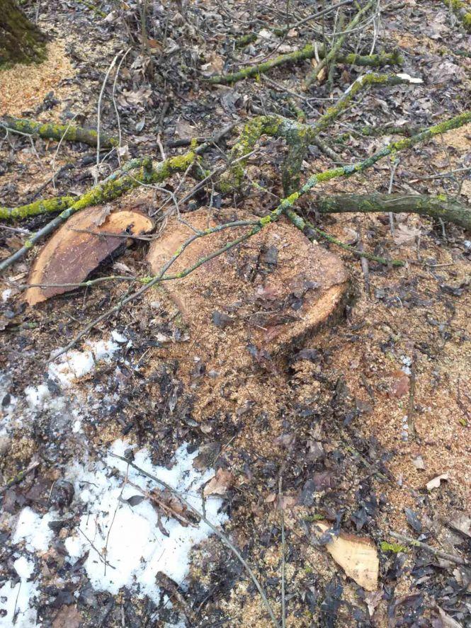В лісовому масиві на Хмельниччині зрубали майже дві сотні дерев. Поліція шукатиме винних, фото №2 на сайті vsim.ua
