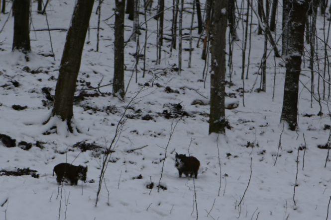 Новини Вінниці - фото з «Хочете побачити зубрів поближче?»: провели день з людьми, які охороняють червонокнижних тварин «Хочете побачити зубрів поближче?»: провели день з людьми, які охороняють червонокнижних тварин, фото №8 на сайті 20minut.ua