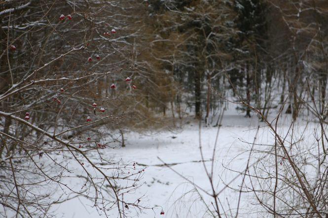 Новини Вінниці - фото з «Хочете побачити зубрів поближче?»: провели день з людьми, які охороняють червонокнижних тварин «Хочете побачити зубрів поближче?»: провели день з людьми, які охороняють червонокнижних тварин, фото №10 на сайті 20minut.ua