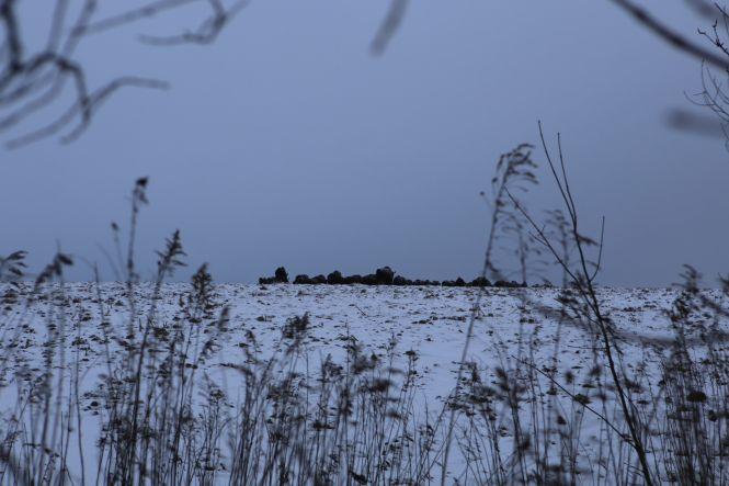 Новини Вінниці - фото з «Хочете побачити зубрів поближче?»: провели день з людьми, які охороняють червонокнижних тварин «Хочете побачити зубрів поближче?»: провели день з людьми, які охороняють червонокнижних тварин, фото №5 на сайті 20minut.ua
