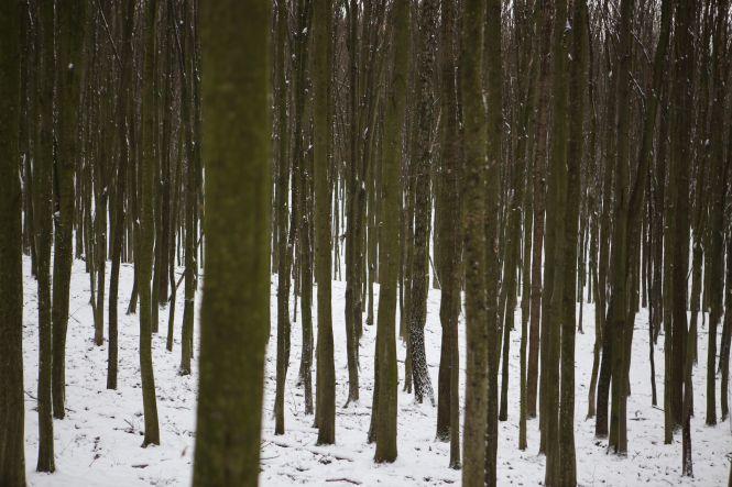 Новини Вінниці - фото з «Хочете побачити зубрів поближче?»: провели день з людьми, які охороняють червонокнижних тварин «Хочете побачити зубрів поближче?»: провели день з людьми, які охороняють червонокнижних тварин, фото №1 на сайті 20minut.ua