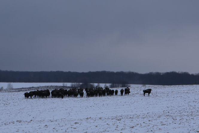 Новини Вінниці - фото з «Хочете побачити зубрів поближче?»: провели день з людьми, які охороняють червонокнижних тварин «Хочете побачити зубрів поближче?»: провели день з людьми, які охороняють червонокнижних тварин, фото №6 на сайті 20minut.ua