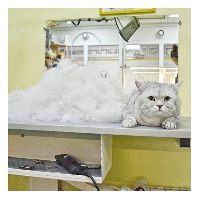 Новини Вінниці - фото з «Це потрібно всім тваринам». Хто такі грумери й що вони роблять для краси домашніх улюбленців? «Це потрібно всім тваринам». Хто такі грумери й що вони роблять для краси домашніх улюбленців?, фото №4 на сайті 20minut.ua