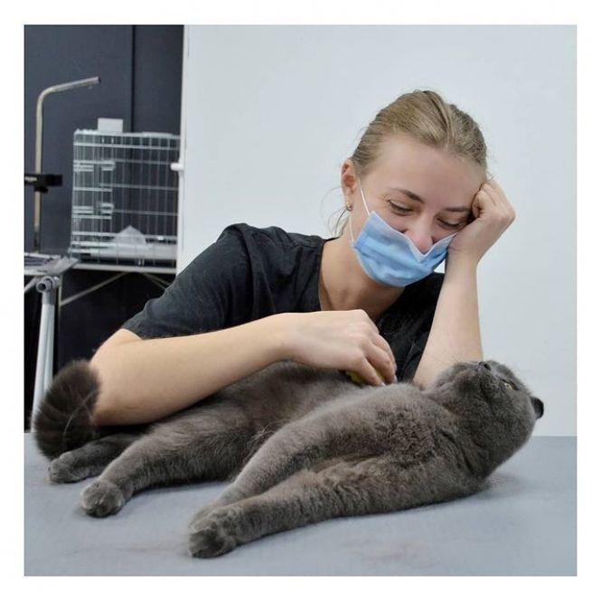 Новини Вінниці - фото з «Це потрібно всім тваринам». Хто такі грумери й що вони роблять для краси домашніх улюбленців? «Це потрібно всім тваринам». Хто такі грумери й що вони роблять для краси домашніх улюбленців?, фото №3 на сайті 20minut.ua