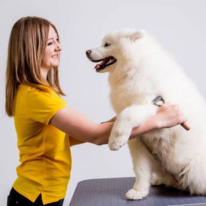 Новини Вінниці - фото з «Це потрібно всім тваринам». Хто такі грумери й що вони роблять для краси домашніх улюбленців? «Це потрібно всім тваринам». Хто такі грумери й що вони роблять для краси домашніх улюбленців?, фото №2 на сайті 20minut.ua