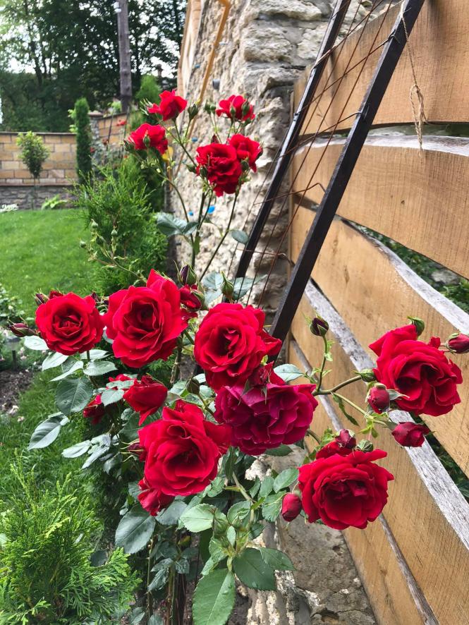 Новини Тернополя - фото з ЇЇ квіти можна їсти, їх замовляють по всій Україні. Як кременчанка із медика стала кондитером Немає опису світлини.